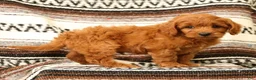Mini Goldendoodle dogs for sale: Klondike - Ad 7
