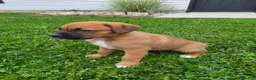 Mixed Breed dogs for sale: Remi - Ad 4