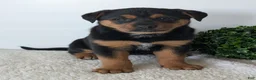 Mixed Breed dogs for sale: Luna - Ad 11