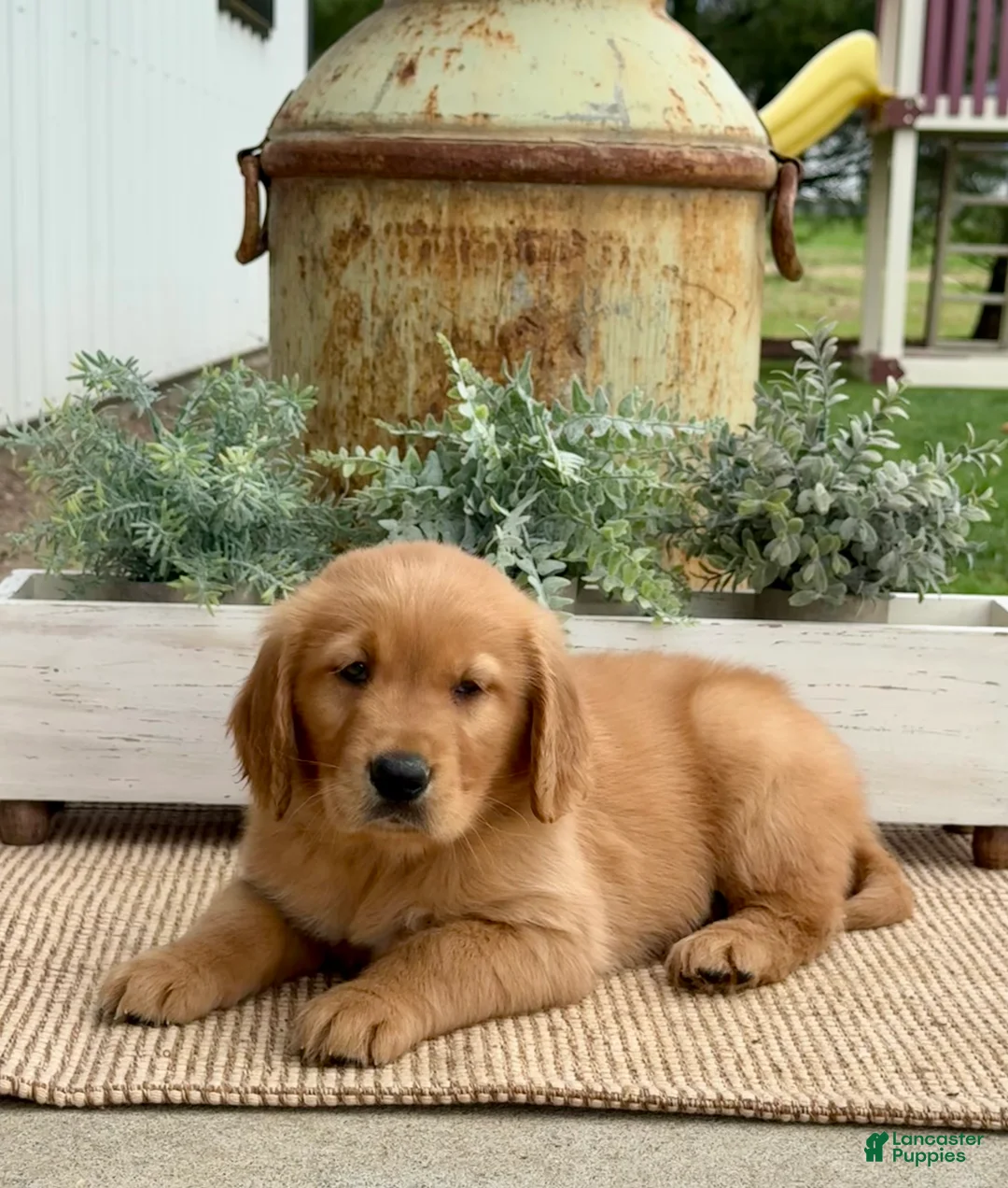 Golden Retriever dogs for sale: Gage - Ad 2