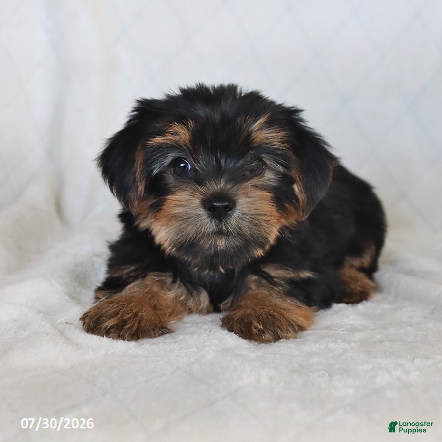 Yorkshire Terrier dogs Sophie - Ad 2