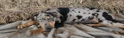 Catahoula Leopard Dog dogs for sale: Jesse 2026 F5 - Ad 6