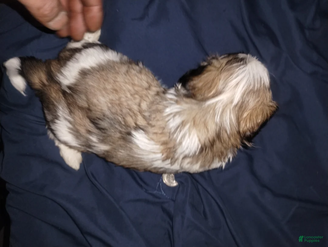 Teddy Bear dogs for sale: Teddy Bear Puppy 6 - Ad 1