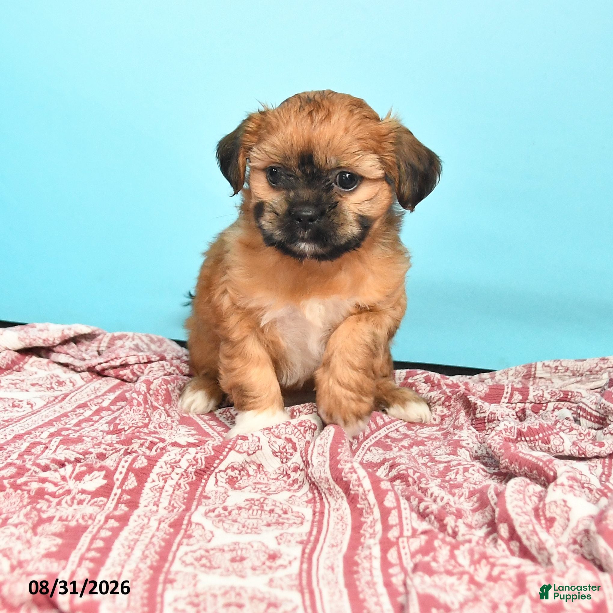 Shorkie dogs Tessa - Ad 1