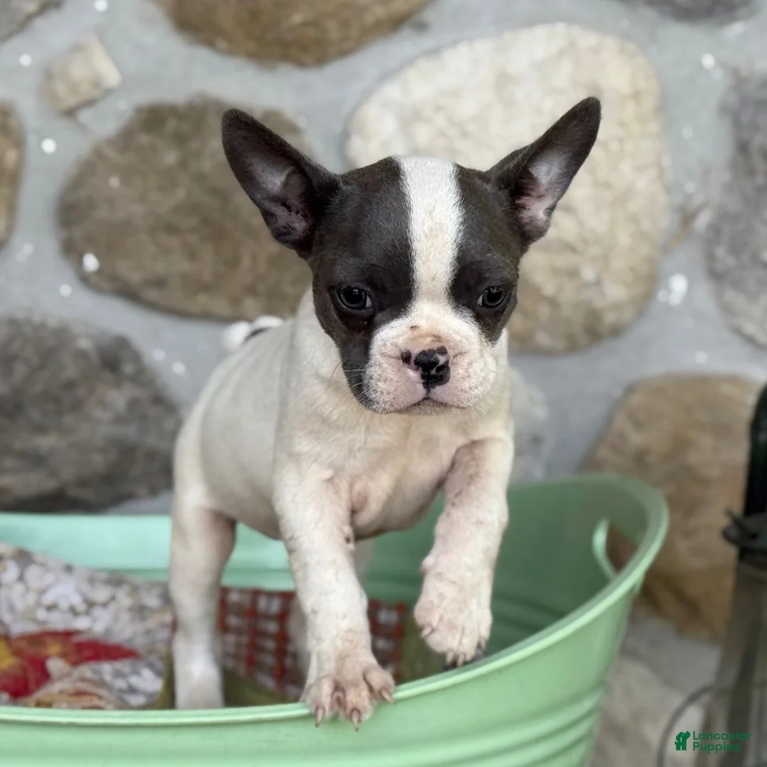 Frenchton dogs for sale: Bonnie  - Ad 2