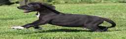 Great Dane dogs for sale: Milo - Ad 3