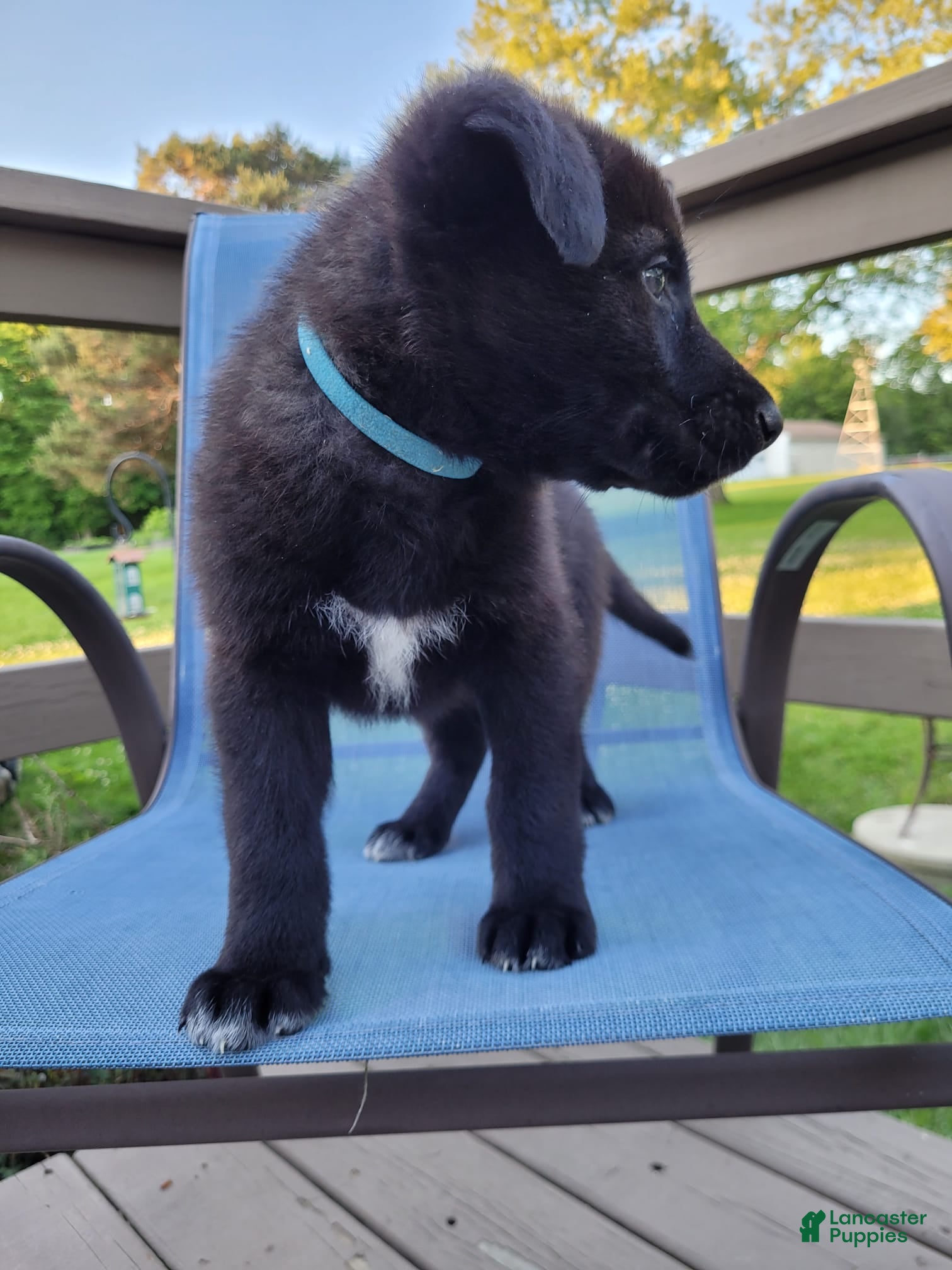 Mixed Breed dogs Skylar - Ad 2