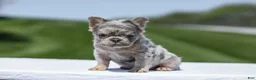 French Bulldog dogs for sale: Jewel - Ad 2