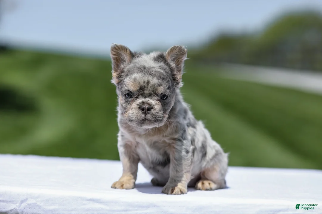 French Bulldog dogs for sale: Jewel - Ad 2