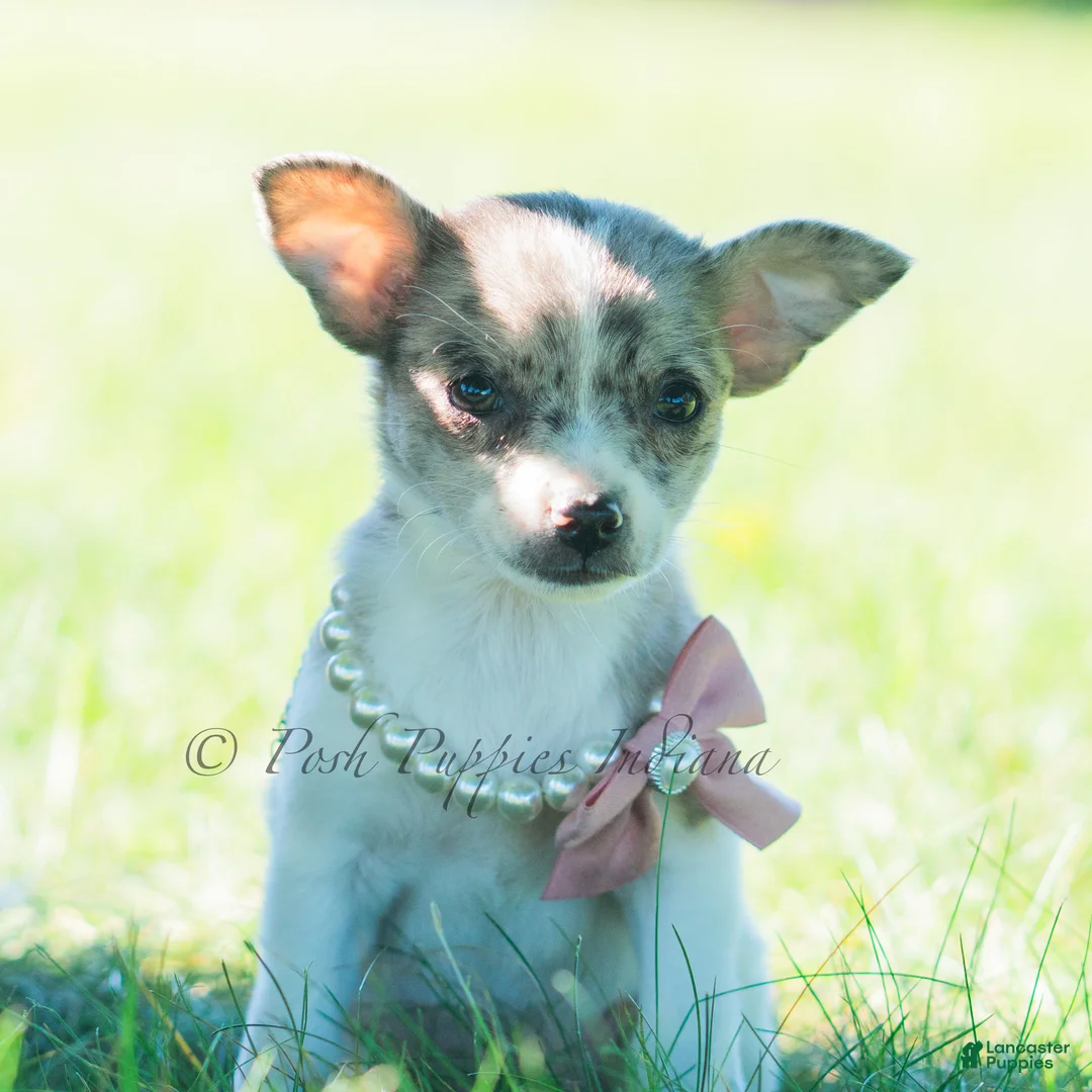 Chihuahua dogs for sale: Prada - Ad 2