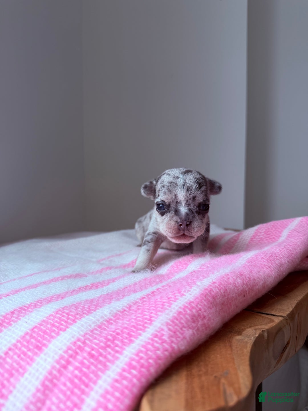 French Bulldog dogs for sale: Stormie - Ad 5