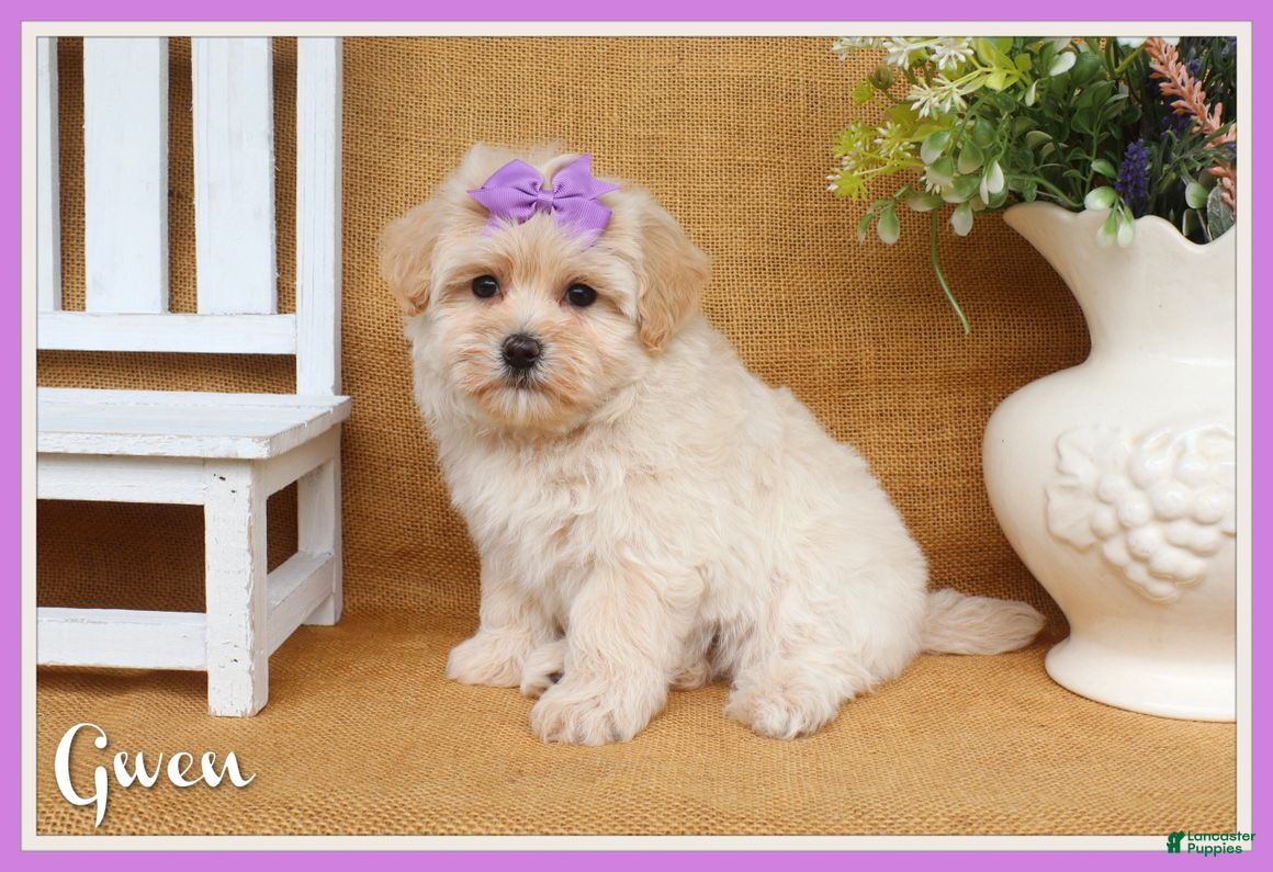 Maltipoo dogs Gwen - Ad 1