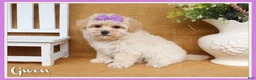 Maltipoo dogs for sale: Gwen - Ad 1