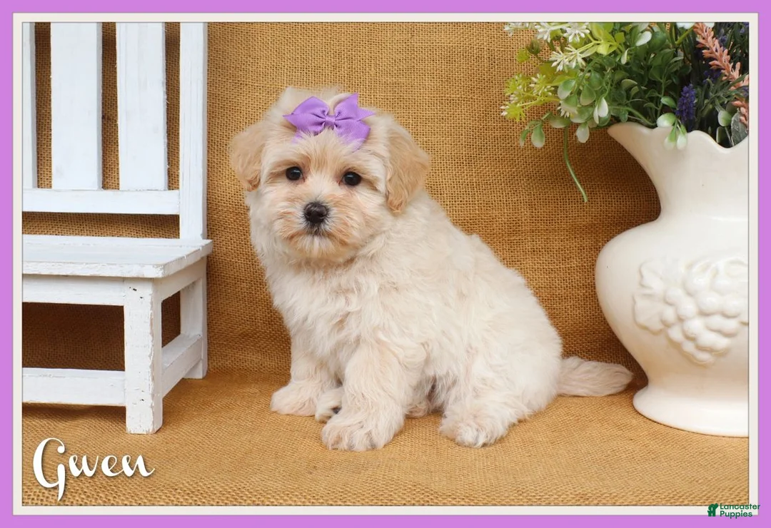 Maltipoo dogs for sale: Gwen - Ad 1