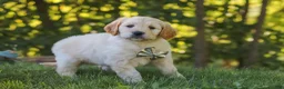 Mixed Breed dogs for sale: Jack - Ad 5