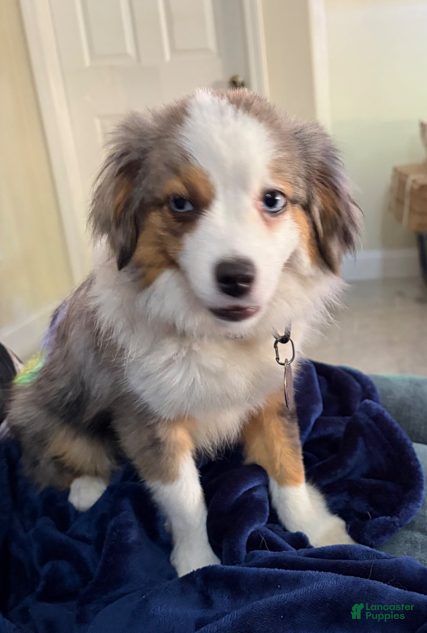 Toy Australian Shepherd dogs Toy Australian Shepherd Puppy 1 - Ad 2