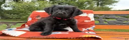 Labradoodle dogs for sale: Christina (Girl) - Ad 5