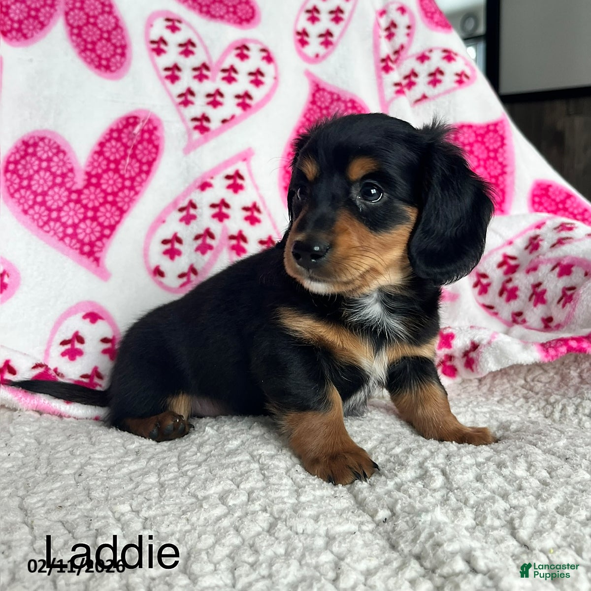 Miniature Dachshund dogs Laddie - Ad 36