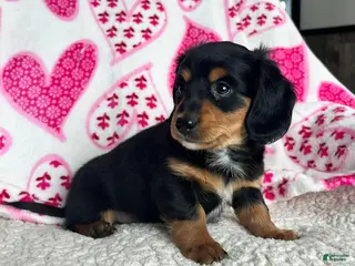 Miniature Dachshund dogs Laddie - Ad 36