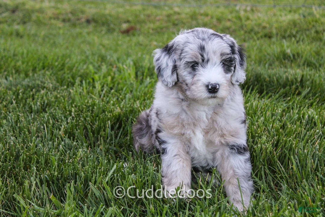 Sheepadoodle dogs for sale: Daisy - Ad 1