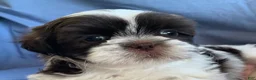 Shih Tzu dogs for sale: Milo - Ad 6
