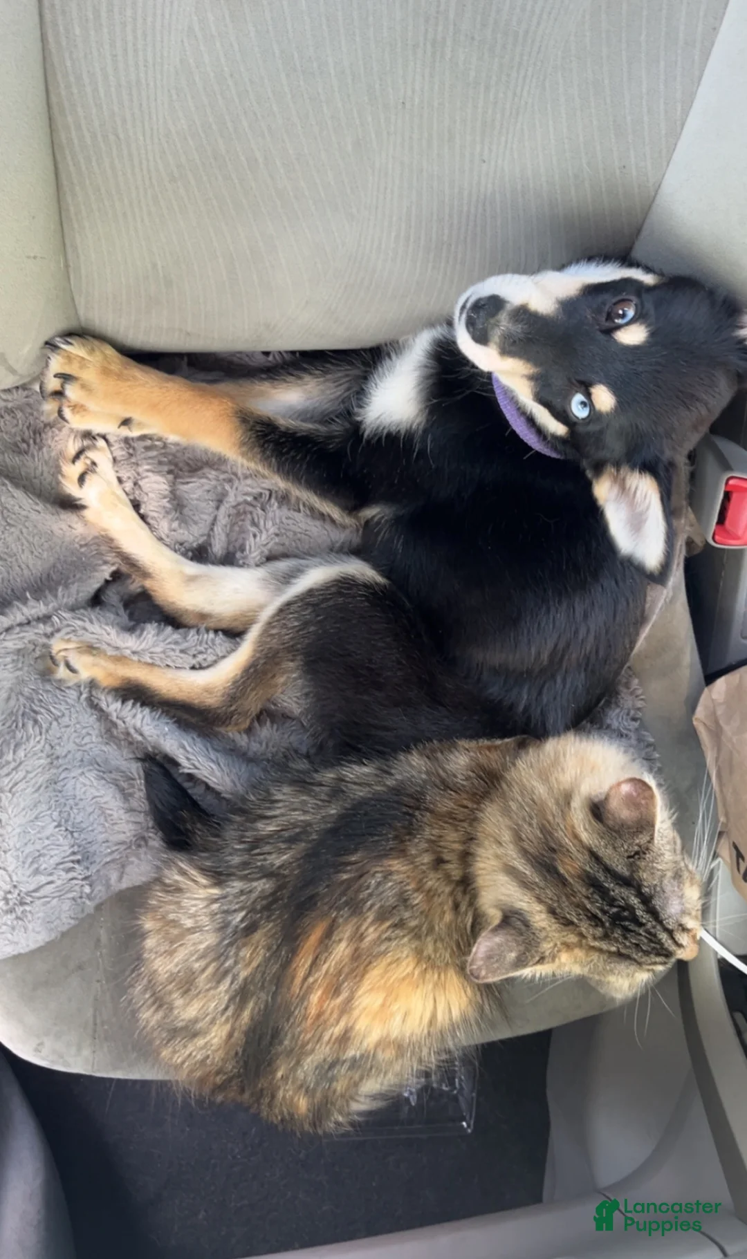 Mixed Breed dogs for sale: Mixed Breed 1 - Ad 2