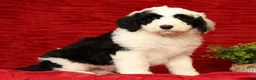 Sheepadoodle dogs for sale: Henry - Ad 3