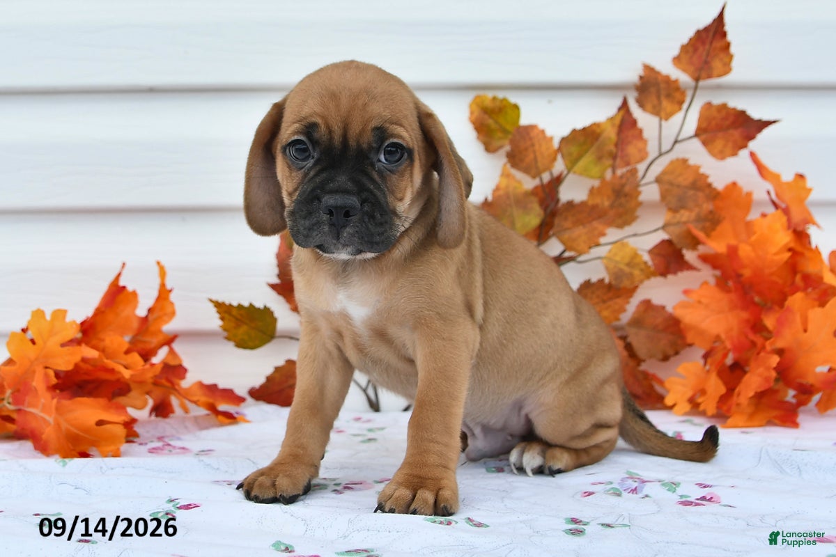 Puggle dogs Bobby - Ad 2