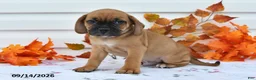 Puggle dogs for sale: Bobby - Ad 2