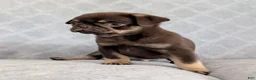Pug dogs for sale: Chino - Ad 3
