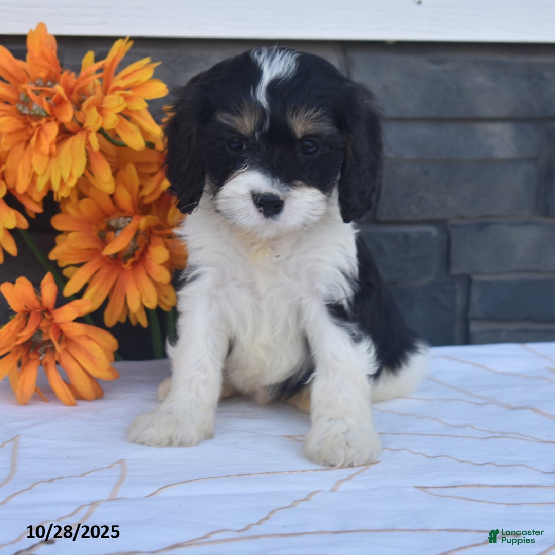 Cavapoo dogs for sale: Hank - Ad 5