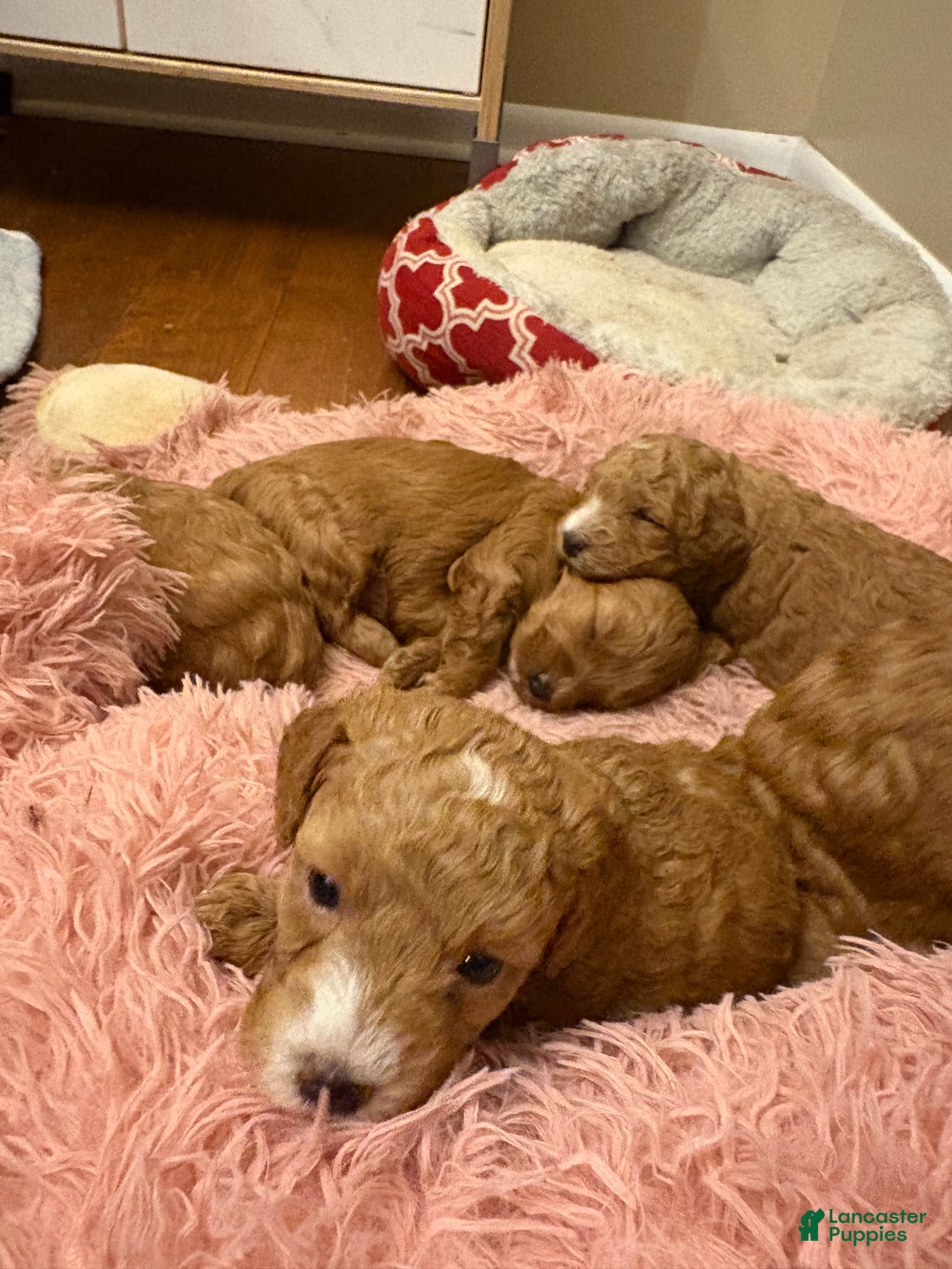 Mixed Breed dogs for sale: Mixed Breed litter of 6 puppies - Ad 2