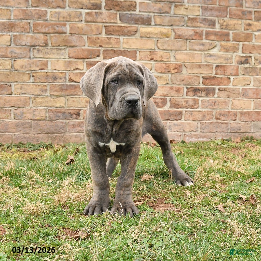 Cane Corso dogs Harley - Ad 2