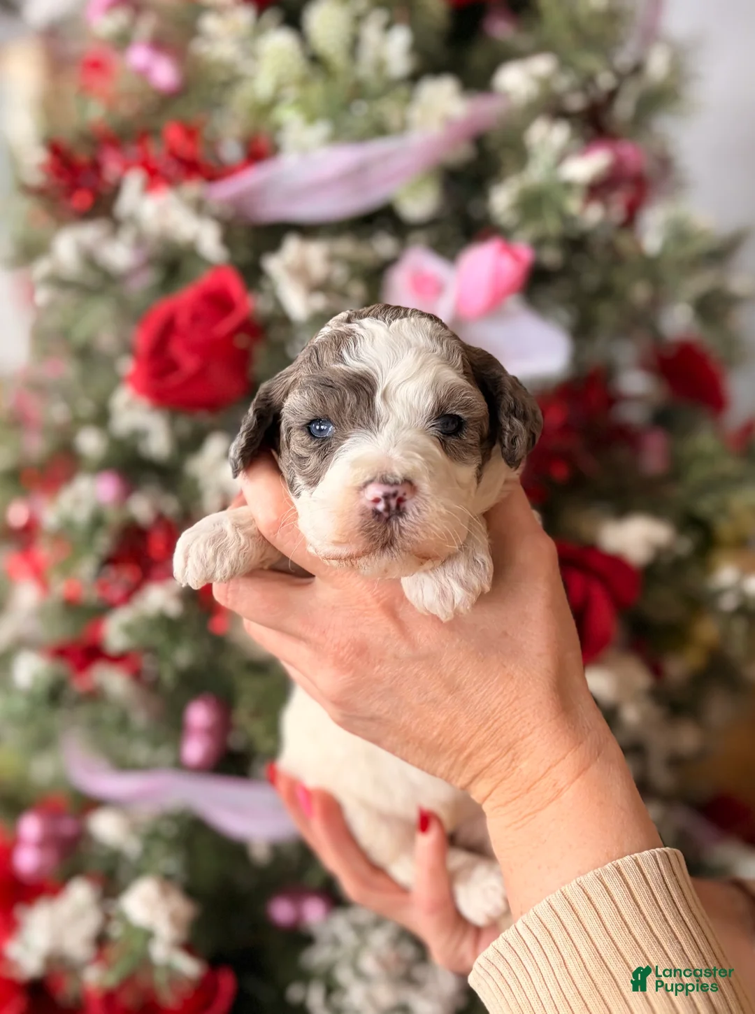 Goldendoodle dogs for sale: Goldendoodle Puppy 8 - Ad 1