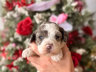 Goldendoodle dogs Goldendoodle Puppy 8 - Ad 7