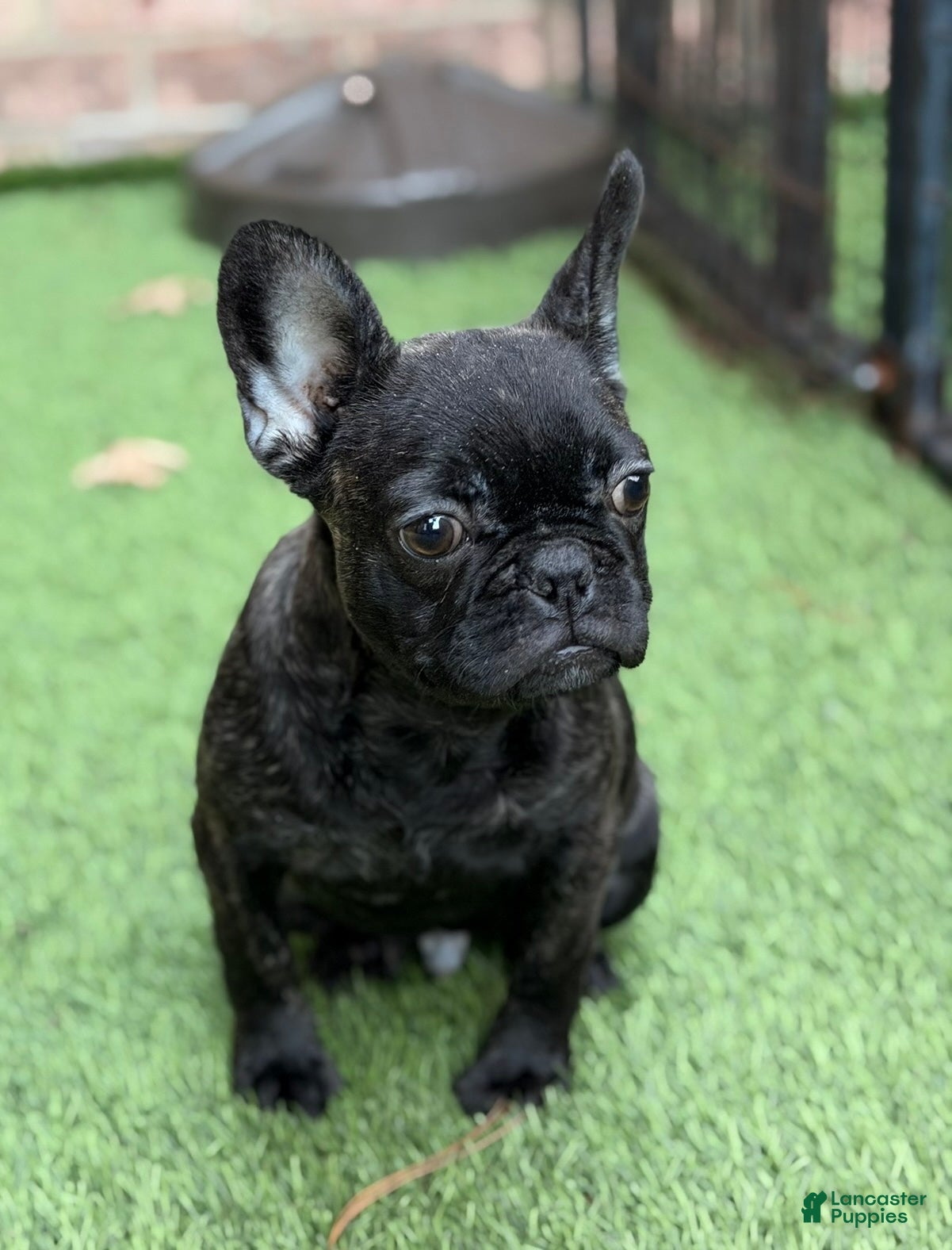 French Bulldog dogs Major - Ad 2