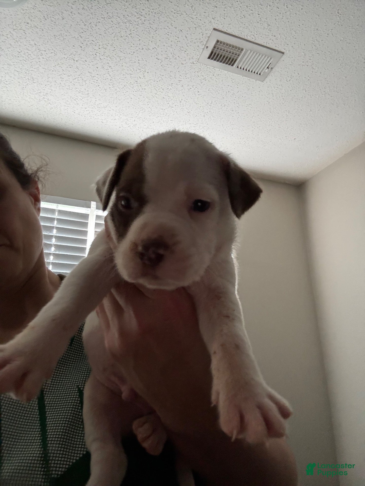 Mixed Breed dogs for sale: Mixed Breed 3 - Ad 5