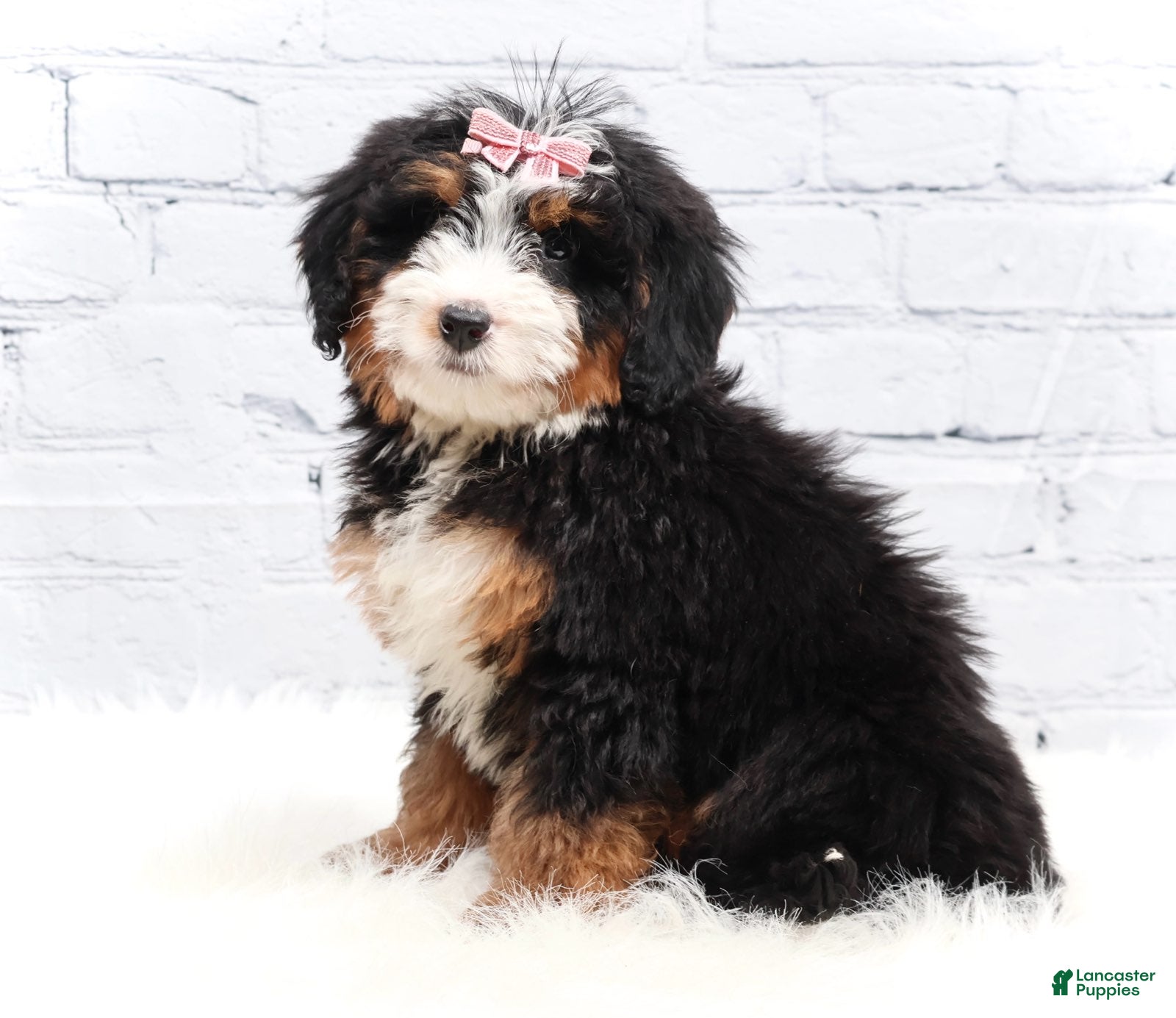 Mini Bernedoodle dogs Dylan - Ad 2