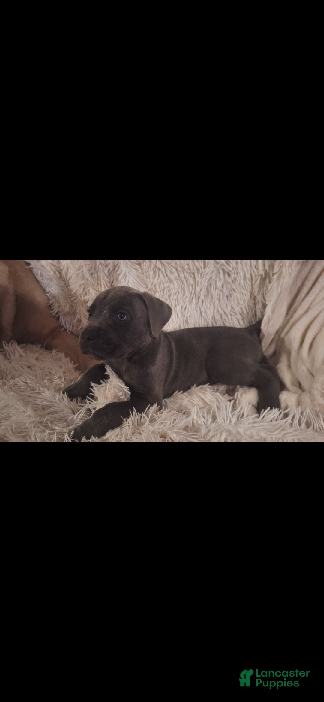Cane Corso dogs Cane Corso 1 - Ad 20