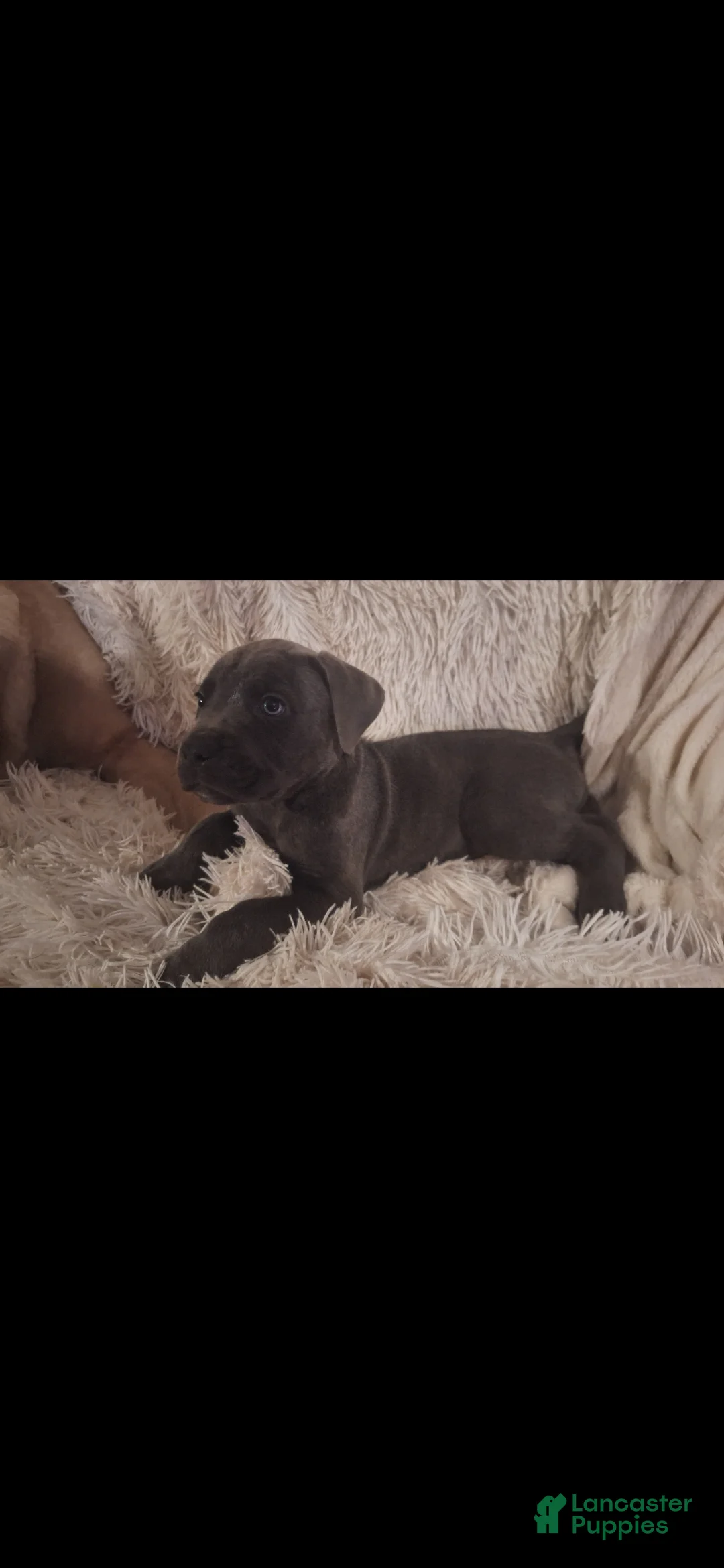 Cane Corso dogs for sale: Cane Corso 1 - Ad 1
