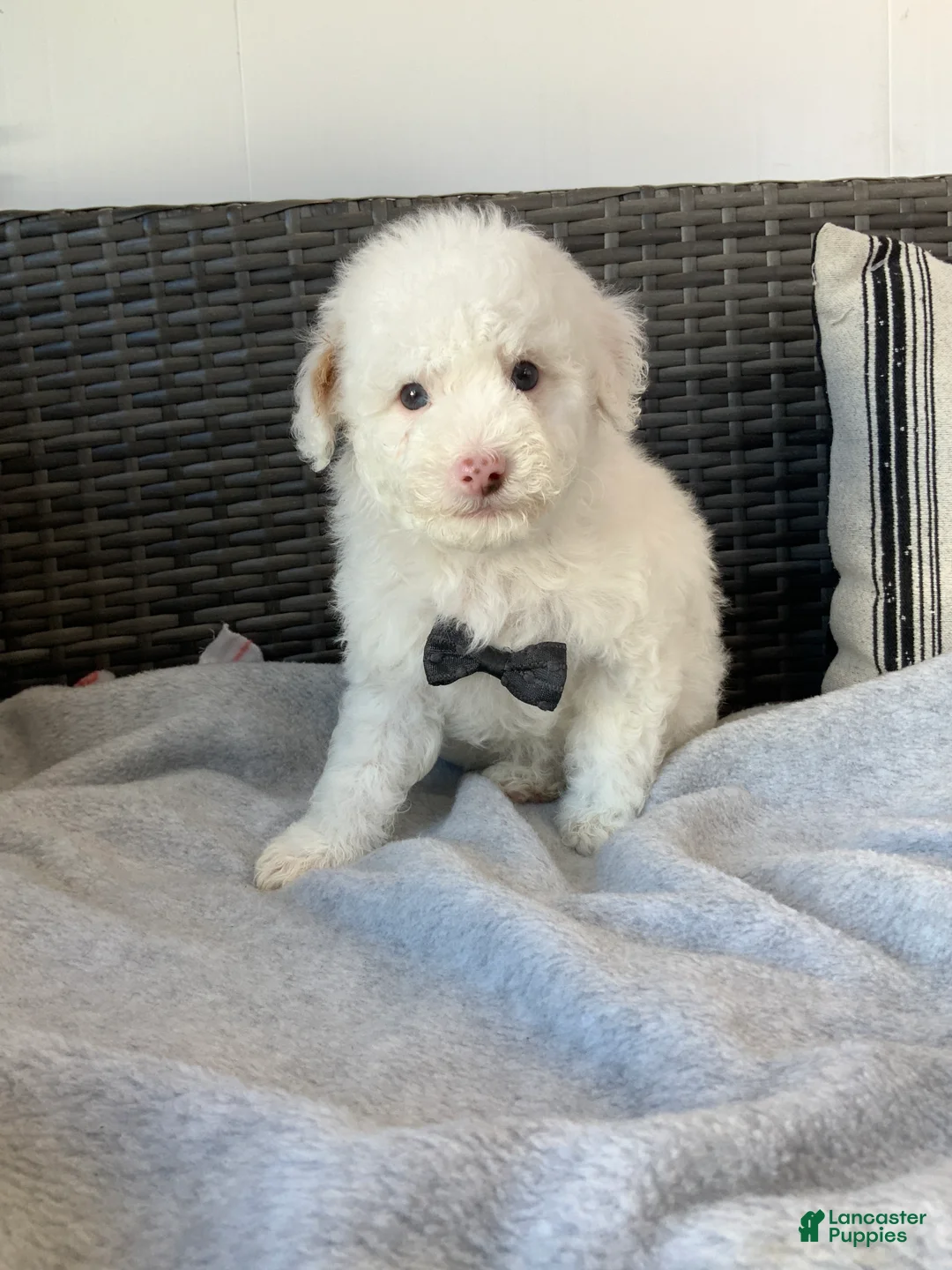 Toy Poodle dogs for sale: speller - Ad 3