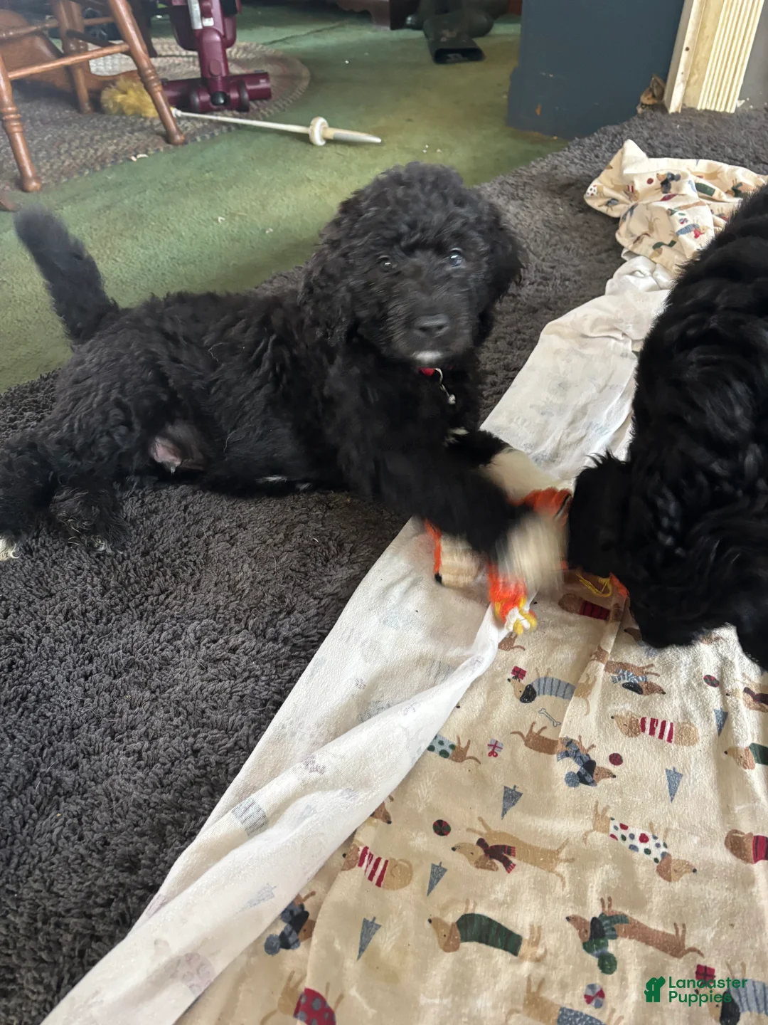 Mixed Breed dogs for sale: Mixed Breed Puppy 4 - Ad 1