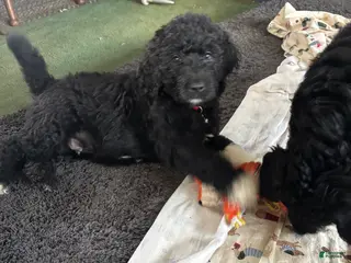 Mixed Breed dogs Mixed Breed Puppy 4 - Ad 17