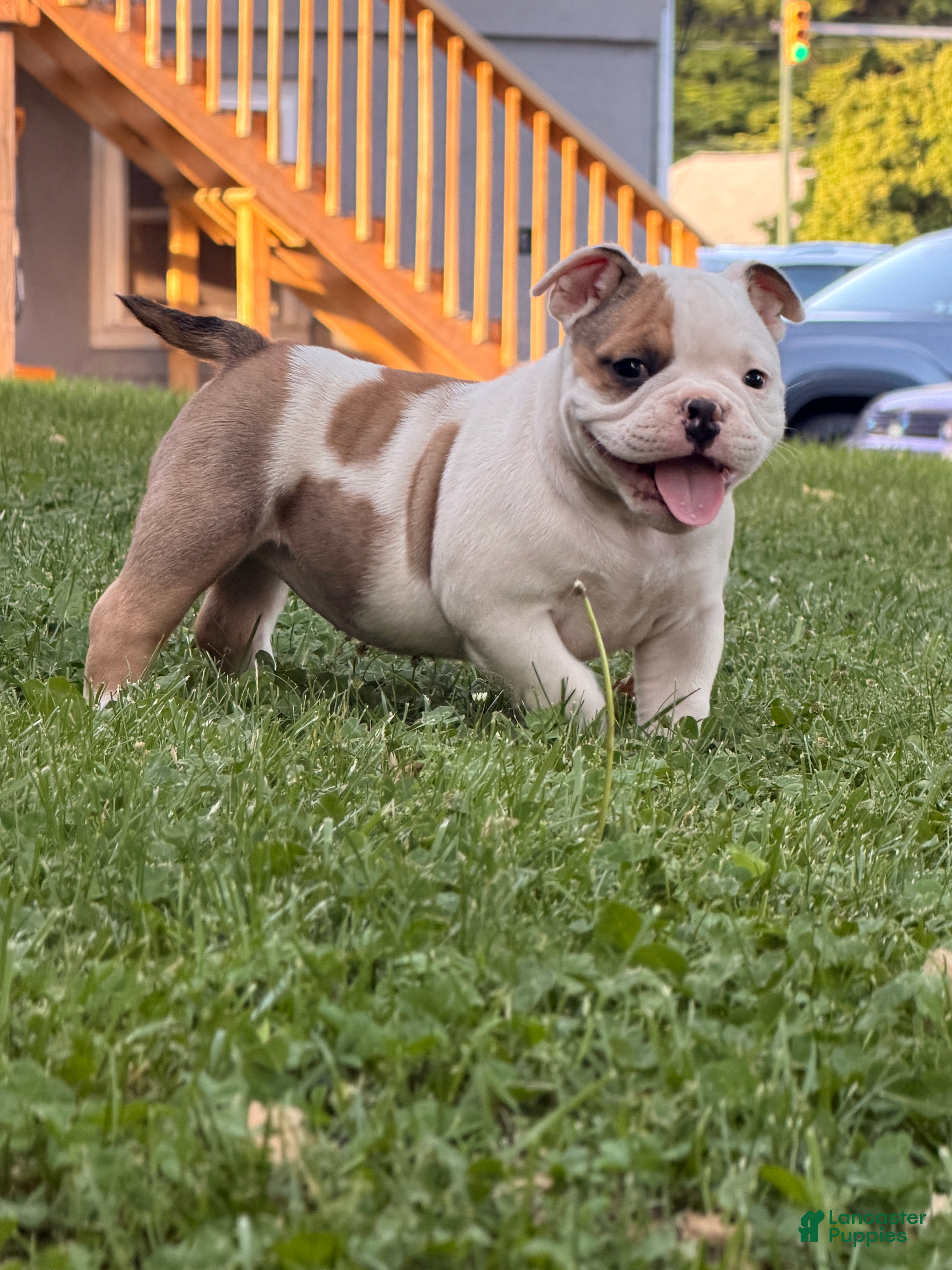 American Bully dogs for sale: American Bully Puppy 1 - Ad 5
