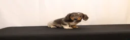 Dachshund dogs for sale: Oscar - Ad 3