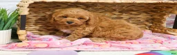 Cavapoo dogs for sale: Frappe  - Ad 4