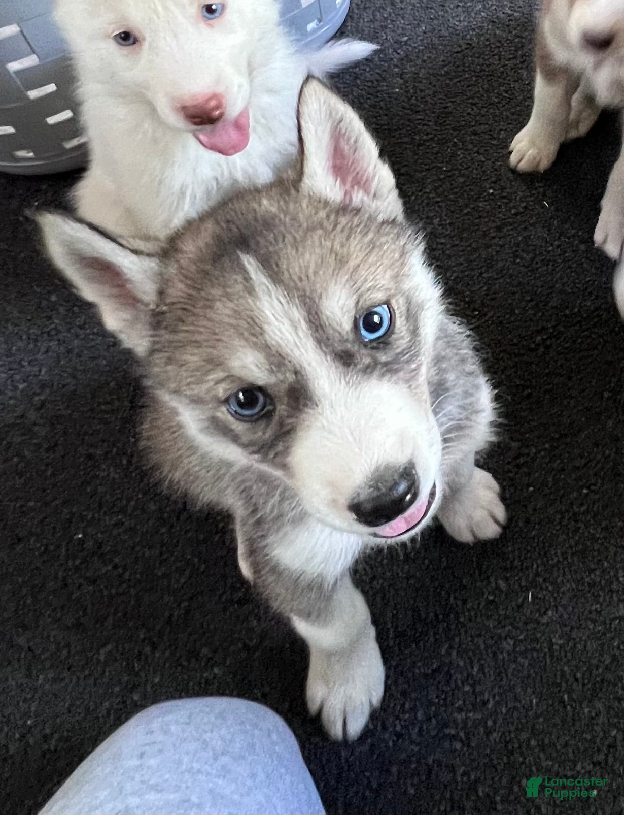 Siberian Husky dogs Echo our little chatterbox  - Ad 2