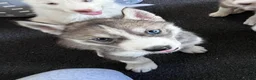 Siberian Husky dogs for sale: Echo our little chatterbox  - Ad 2