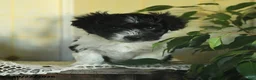 Havanese dogs for sale: Oreo - Ad 3
