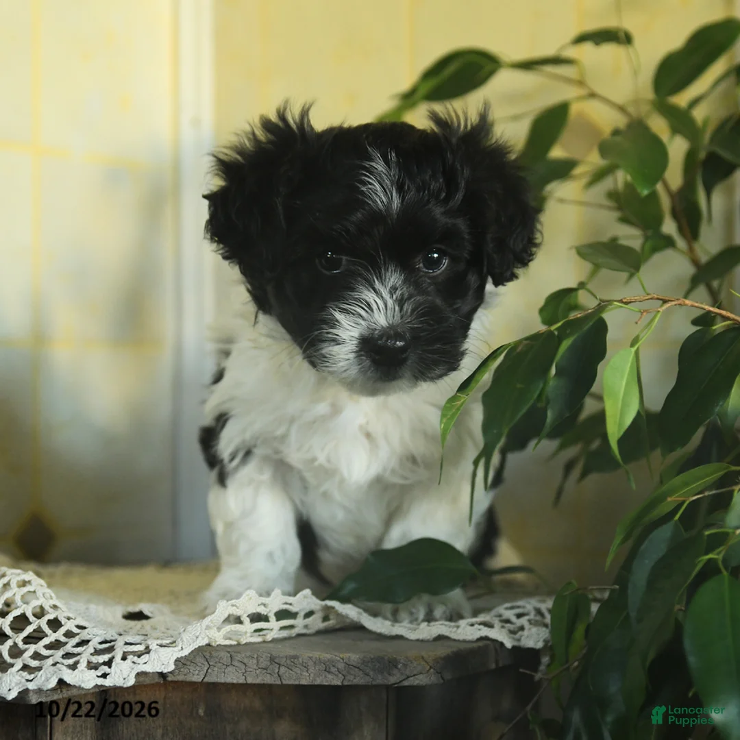 Havanese dogs for sale: Oreo - Ad 3